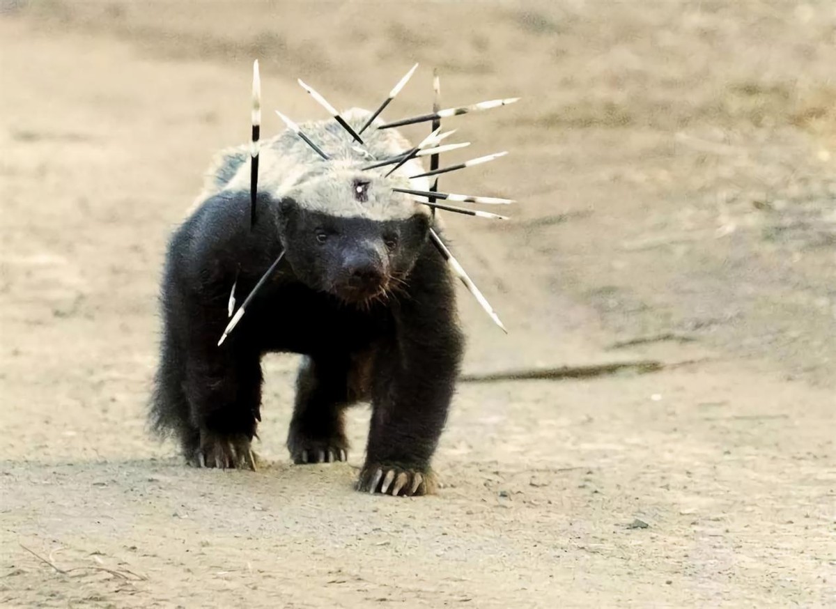 拿毒蛇当“辣条”，脚踩豪猪，非洲拟人版陈浩南？