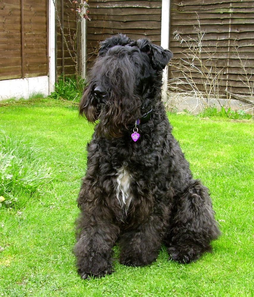 现在最受欢迎比较贵的狗狗,最受欢迎的狗狗十大排行榜小型犬