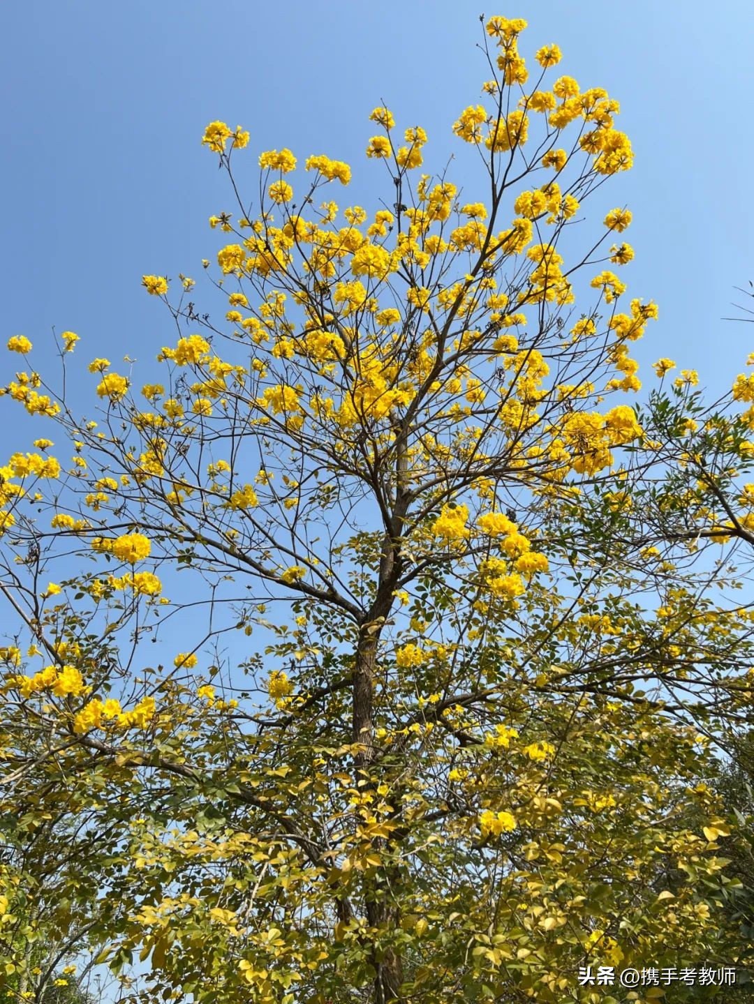 黄花风铃木品种介绍,黄花风铃木生长缓慢