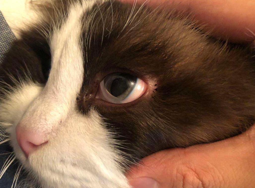 猫咪得了白内障怎么办能治好吗,猫咪白内障手术