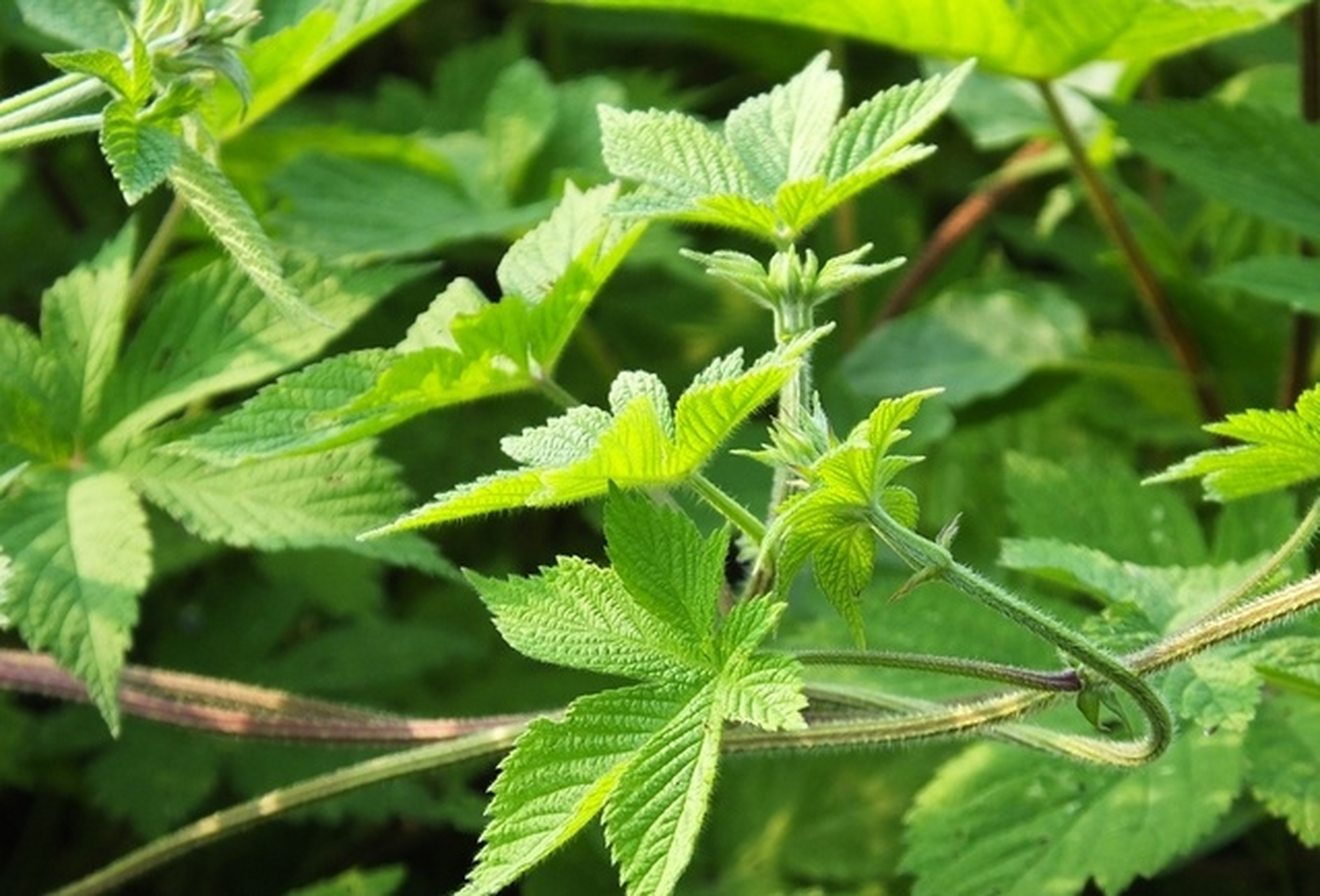 葎草有什么可以代替的,葎草的危害和缺点