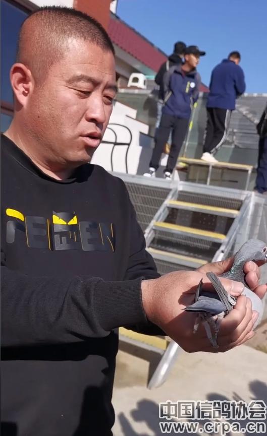 高分速高归巢！“世界杯”唐山阳光站第四关500公里比赛圆满收官