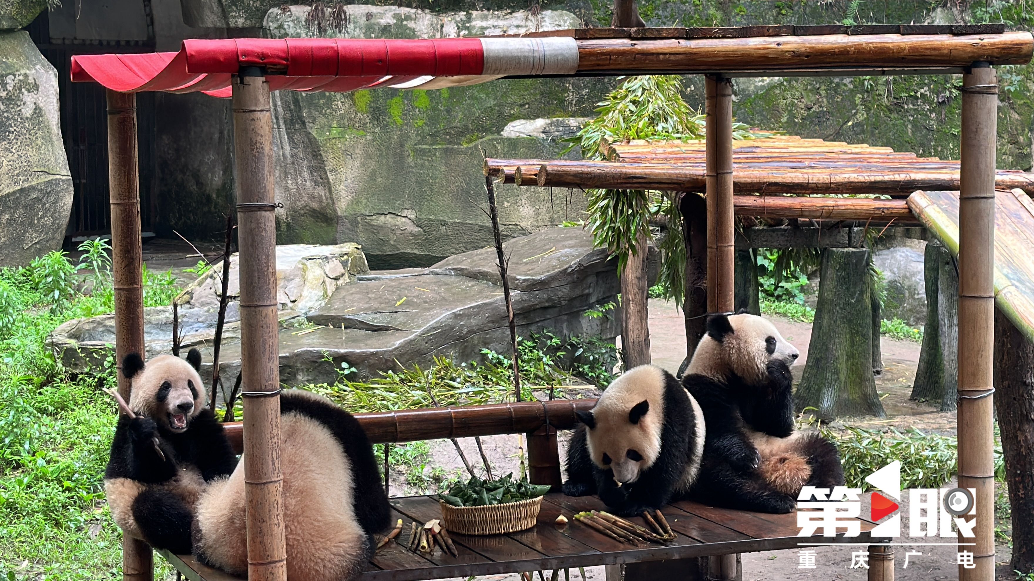 重庆周边端午活动,重庆端午三日游
