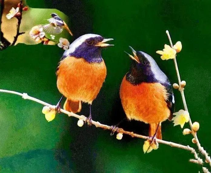 奇怪的小鸟视频,稀奇古怪的鸟