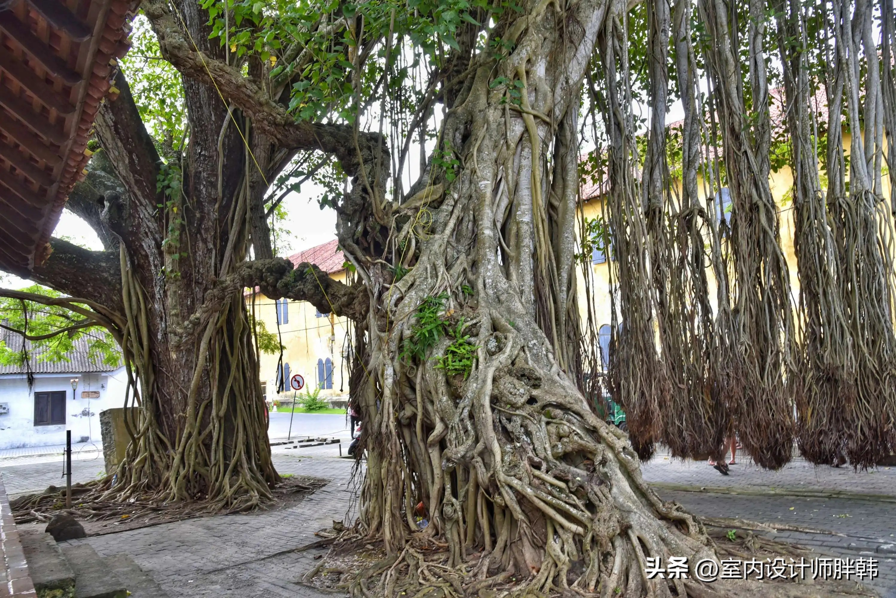门前五树代表什么,五树进宅指的是哪五树