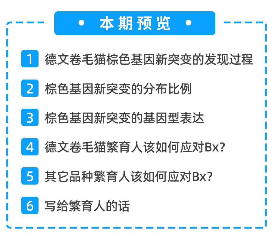 重点色德文卷毛猫棕色,德文卷毛猫有什么基因缺陷吗