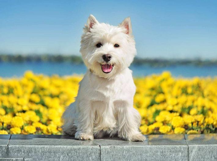 狗狗为什么总舔尿道口,狗狗舔尿道口还发抖要喂药吗