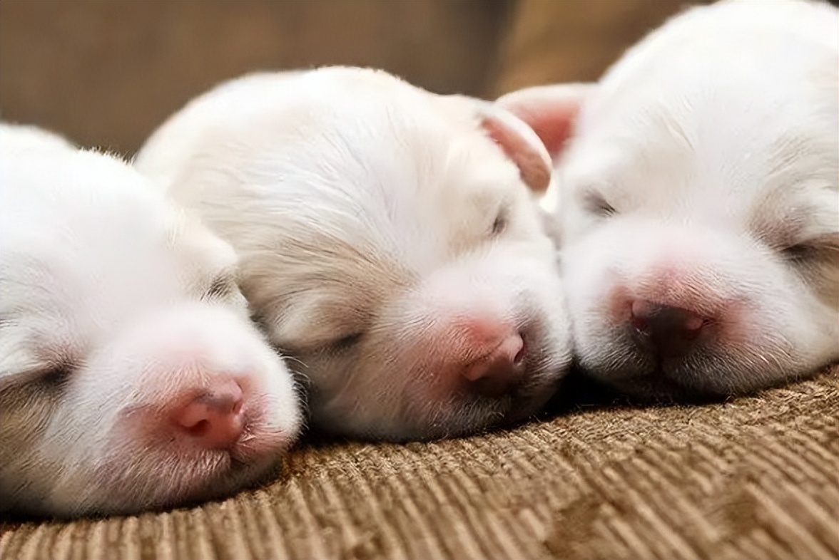 狗快生的时候有什么症状,怎么看出狗生了几只