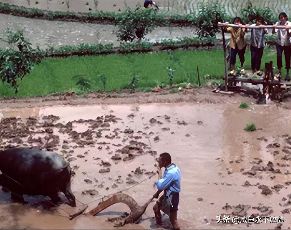 河南老汉捡双性弃婴现状真相,河南50岁老头养大弃婴