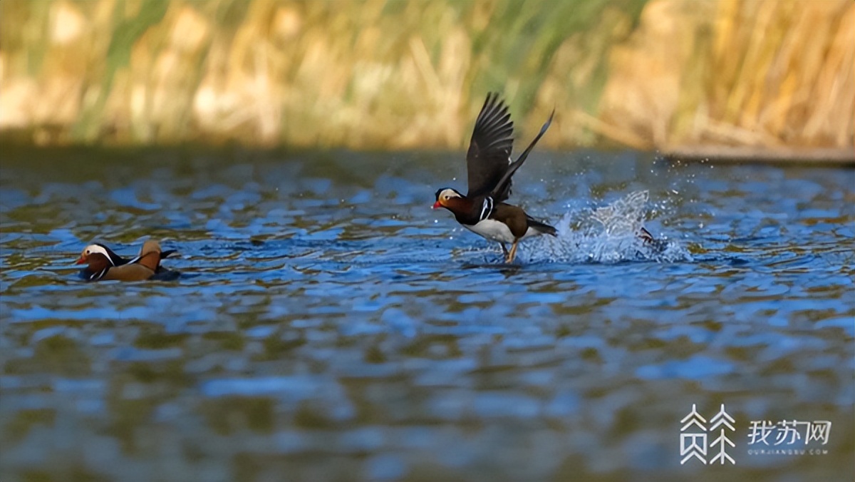 扬州北湖湿地森林公园,扬州北湖湿地公园最新报道