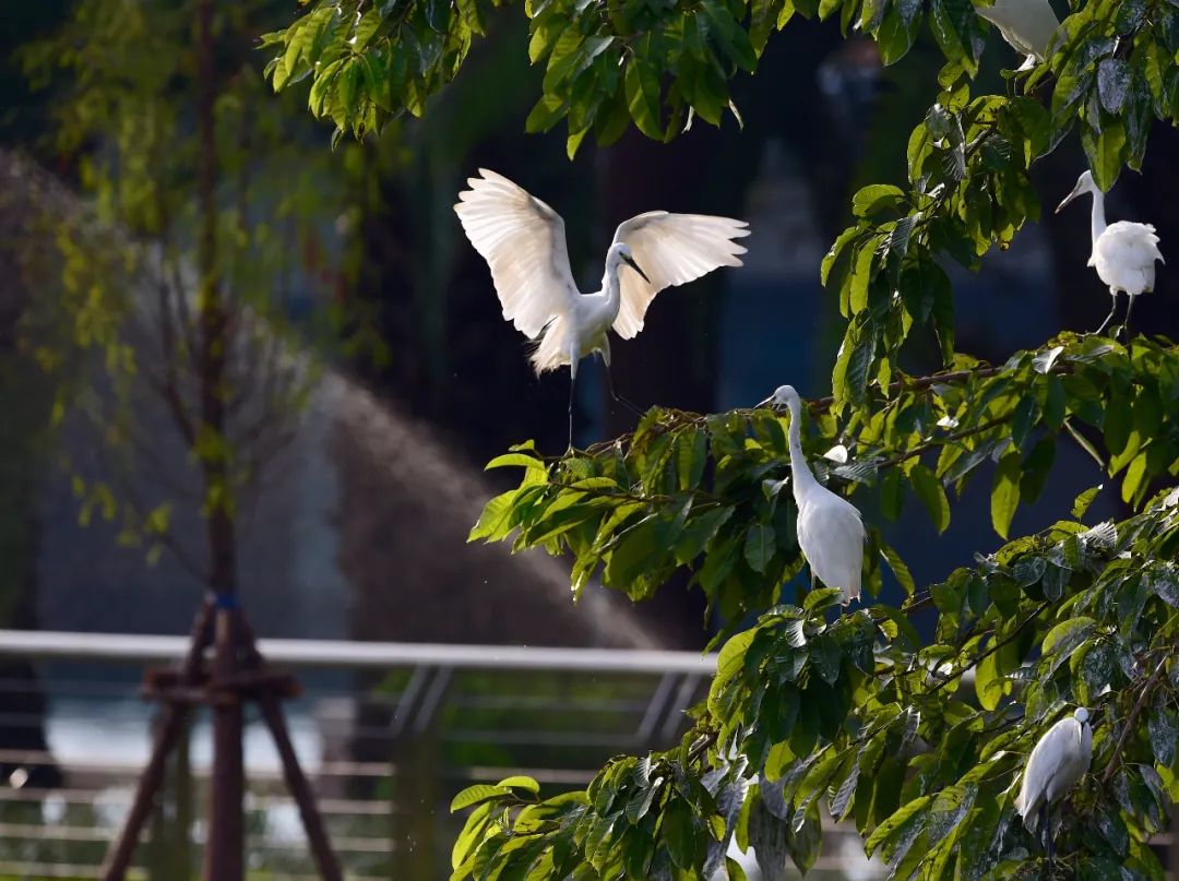 厦门是怎么样的城市,厦门是属于哪个省的城市