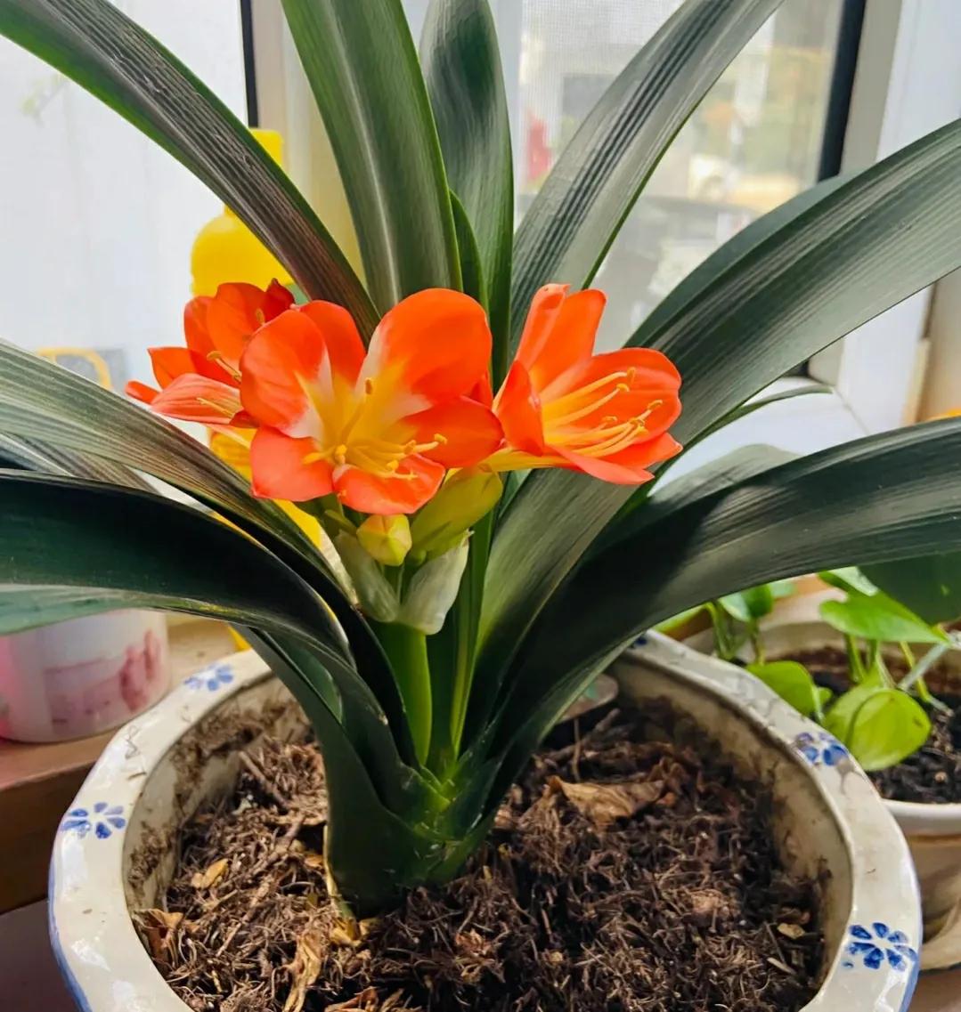 养了10年的君子兰今年终于开花了,养了好几年的君子兰终于要开花了