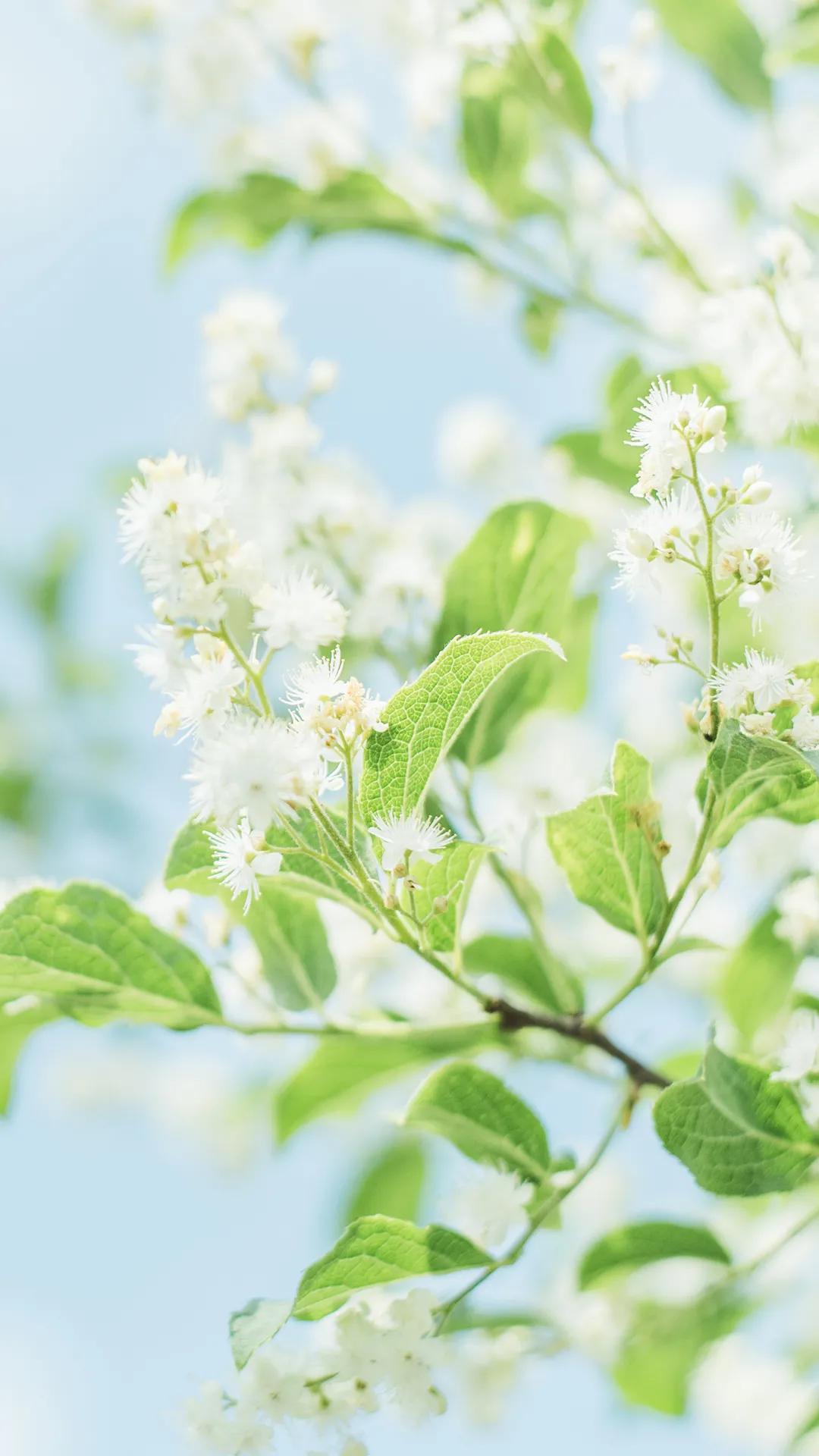 唯美手机壁纸高级感,唯美手机壁纸高清全面屏