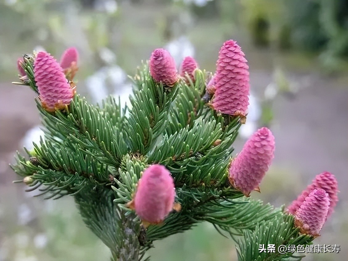 最漂亮的松树开花图片,哪种松树开花好看