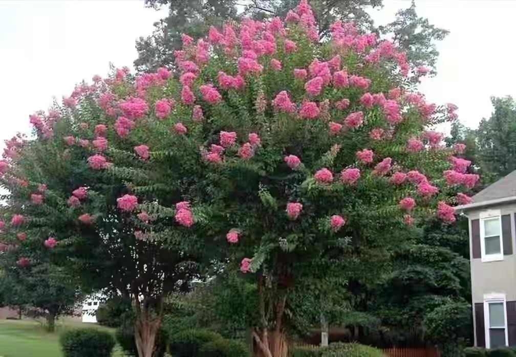 庭院四季常青不怕晒又耐寒的花树,适合在庭院里种植的花树有哪些