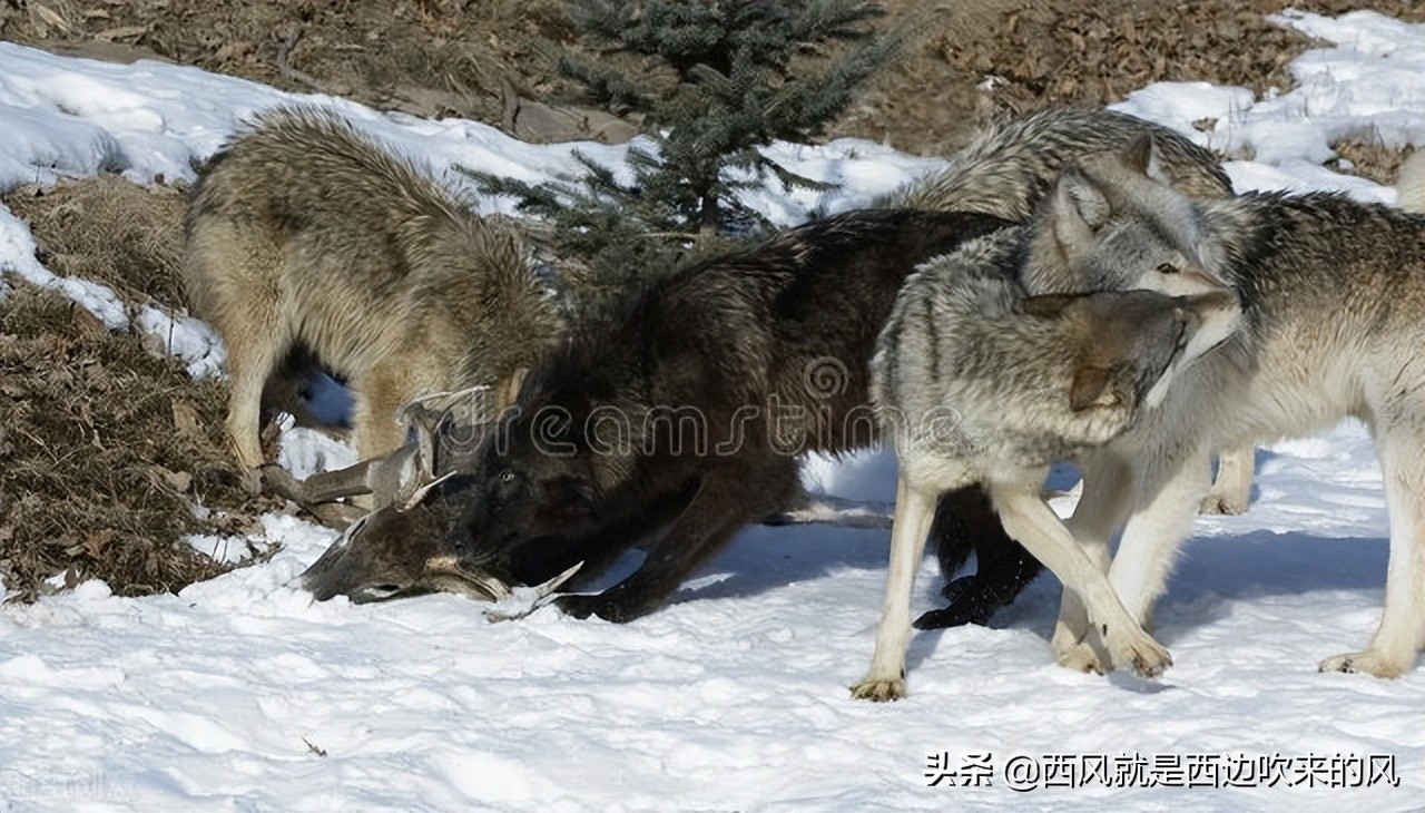 连载西风低吟#狼铠甲之谜，“白幽灵”大败“白罗刹”（二）