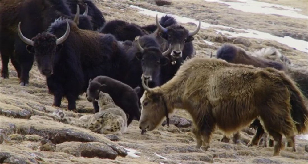 国家一级重点保护野生动物野牦牛,金丝野牦牛是国家一级保护动物吗