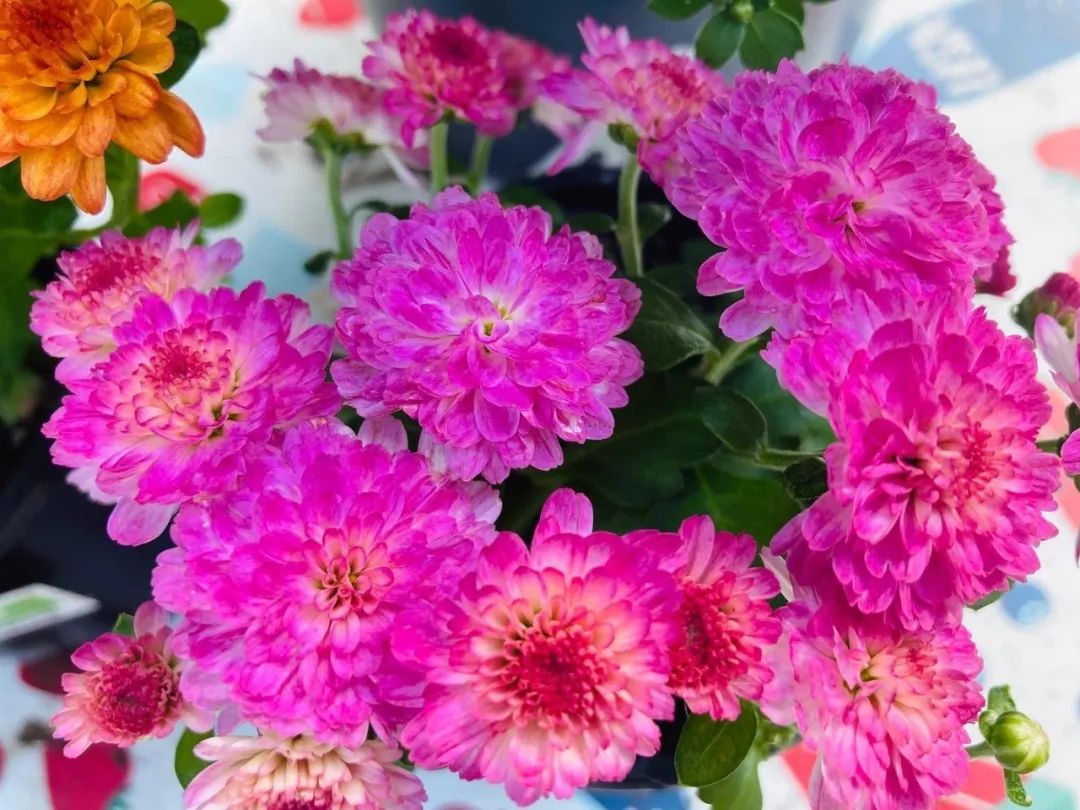 买花避开哪里,买花避坑指南