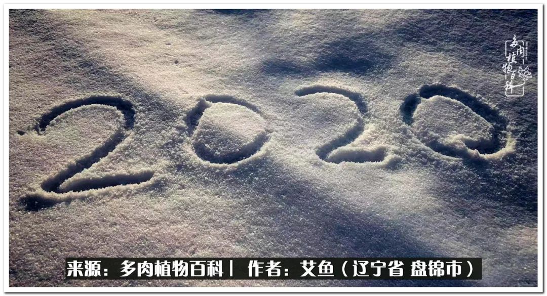 养多肉的意外之喜,养了五年的多肉就剩这几个