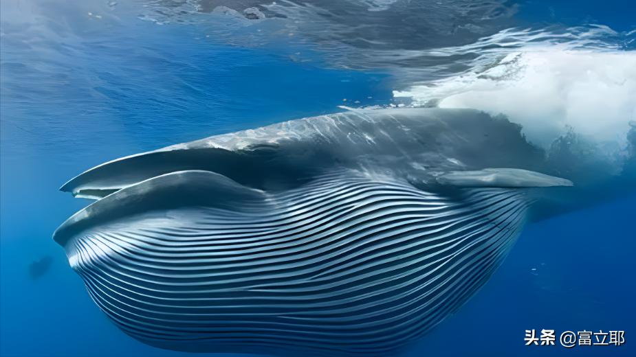 深海巨鲸有多可怕,蓝鲸10秒内就能吞下100吨的海水
