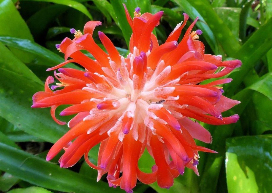 水塔花盆栽,水塔小型花卉盆栽