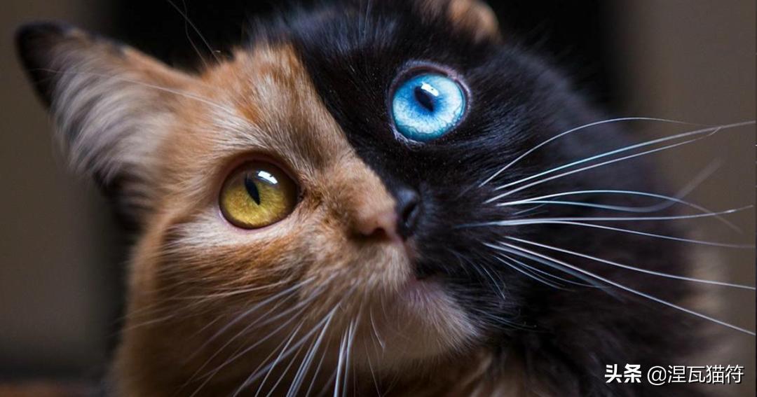 中国猫咪品种玳瑁猫,田园玳瑁猫的嘴