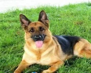 黑狗救主的真实故事,忠犬救主的故事完整版