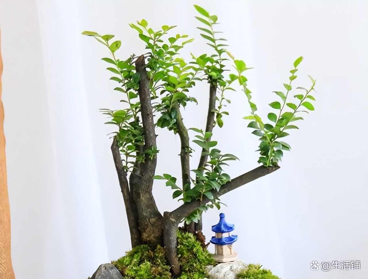 小叶紫檀怎么养才能爆盆,小叶紫檀的养殖方法和注意事项