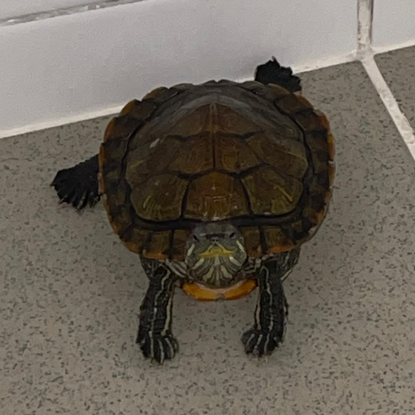 巴西龟吃什么最健康最好呢,巴西龟饮食搭配