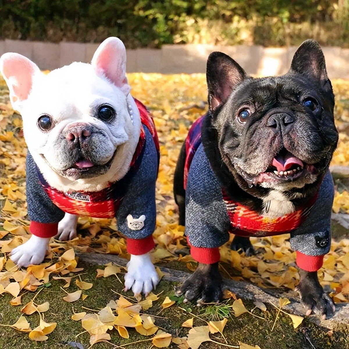 狗界扛把子臭名远扬的4种狗,狗界中最通人性的5种狗