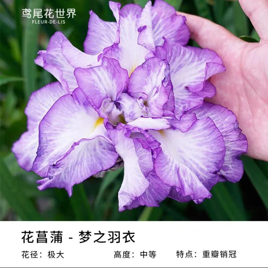 网购花卉养护骗局揭秘,花卉骗局揭秘大全图解