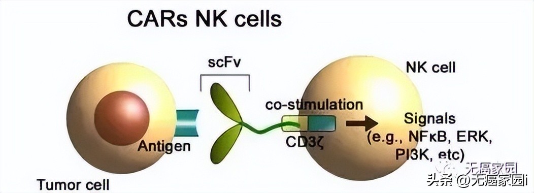 car-t治疗癌症成功案例,car-nk治疗成功率