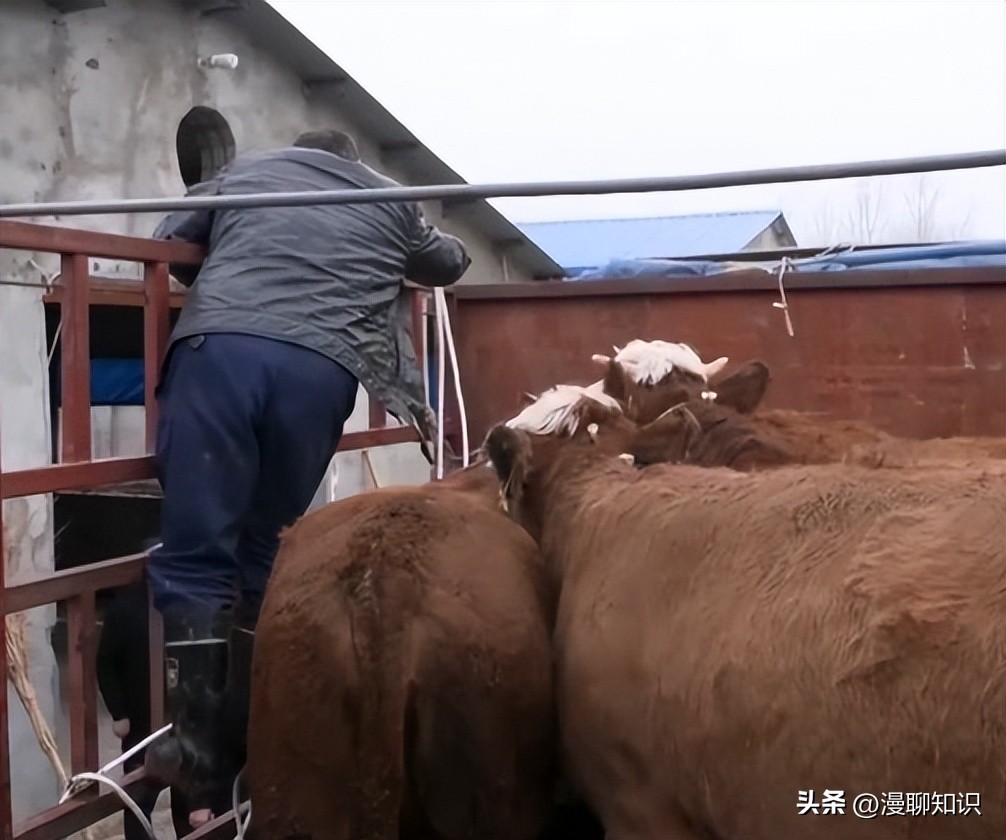 上海女白领被父亲一个电话叫回家养牛，靠没人要的牛1年狂赚1.6亿