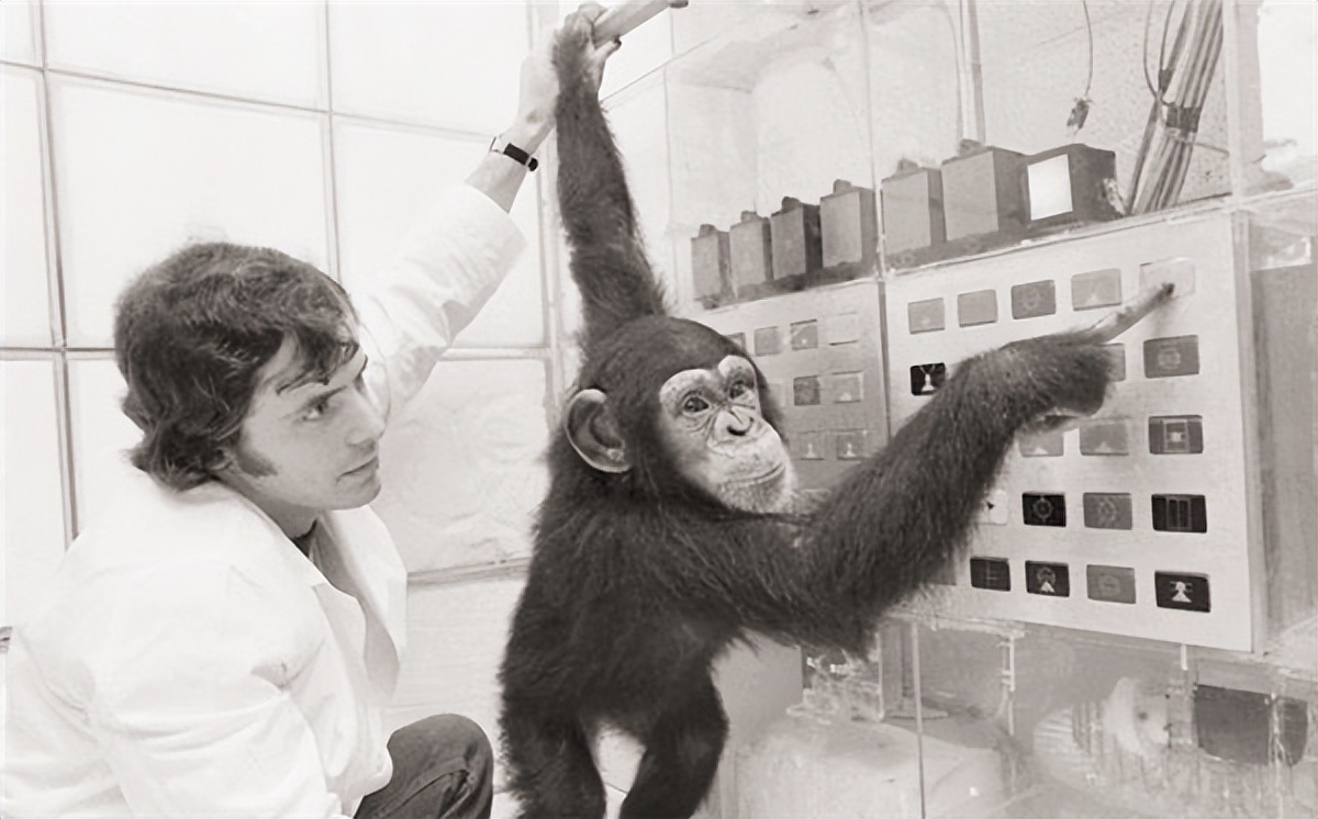 人兽真能杂交，日本批准“人兽杂交胚胎”实验，是福是祸？