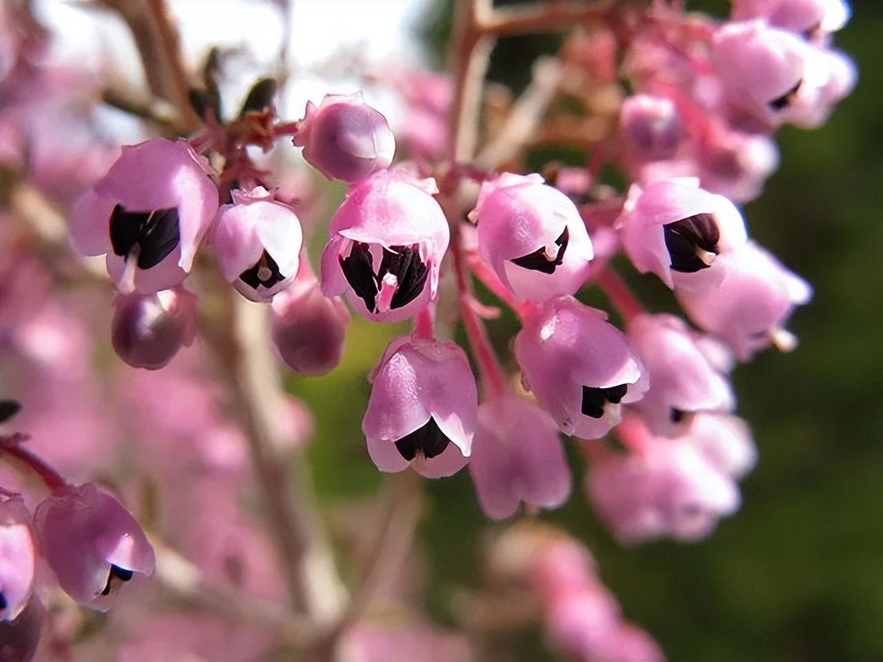 石楠为什么这么臭,石楠为什么有臭味