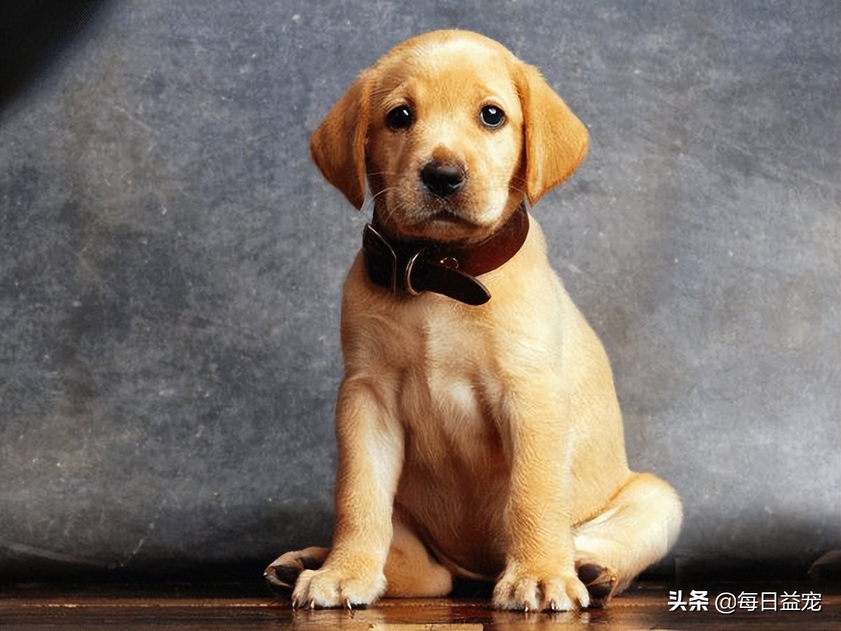 导致拉布拉多被宠坏的征兆,拉布拉多有哪些表现说明被养熟了