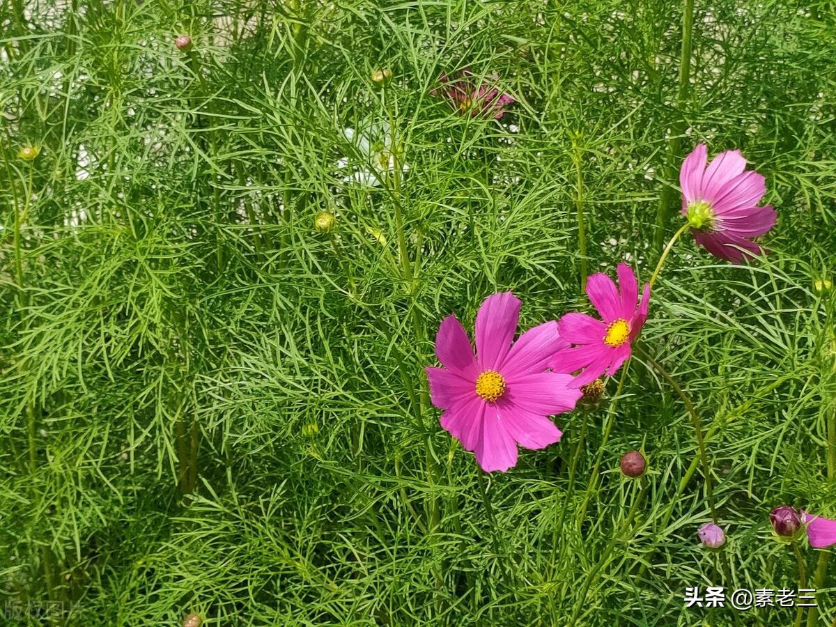 女作家去做保姆婚姻真相,女作家去做保姆这些年