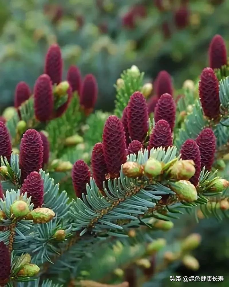 最漂亮的松树开花图片,哪种松树开花好看
