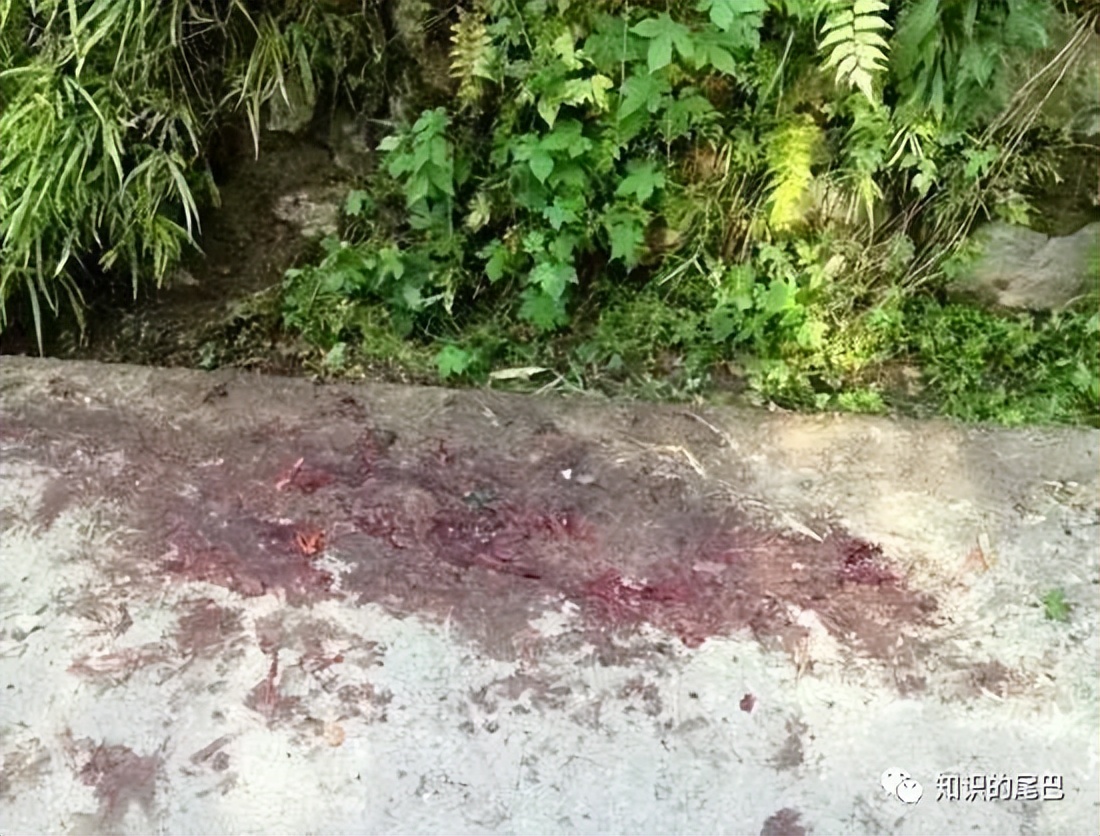 回顾贵州老人山上晨练，被杜高犬一路跟随，最终被2只杜高犬撕碎