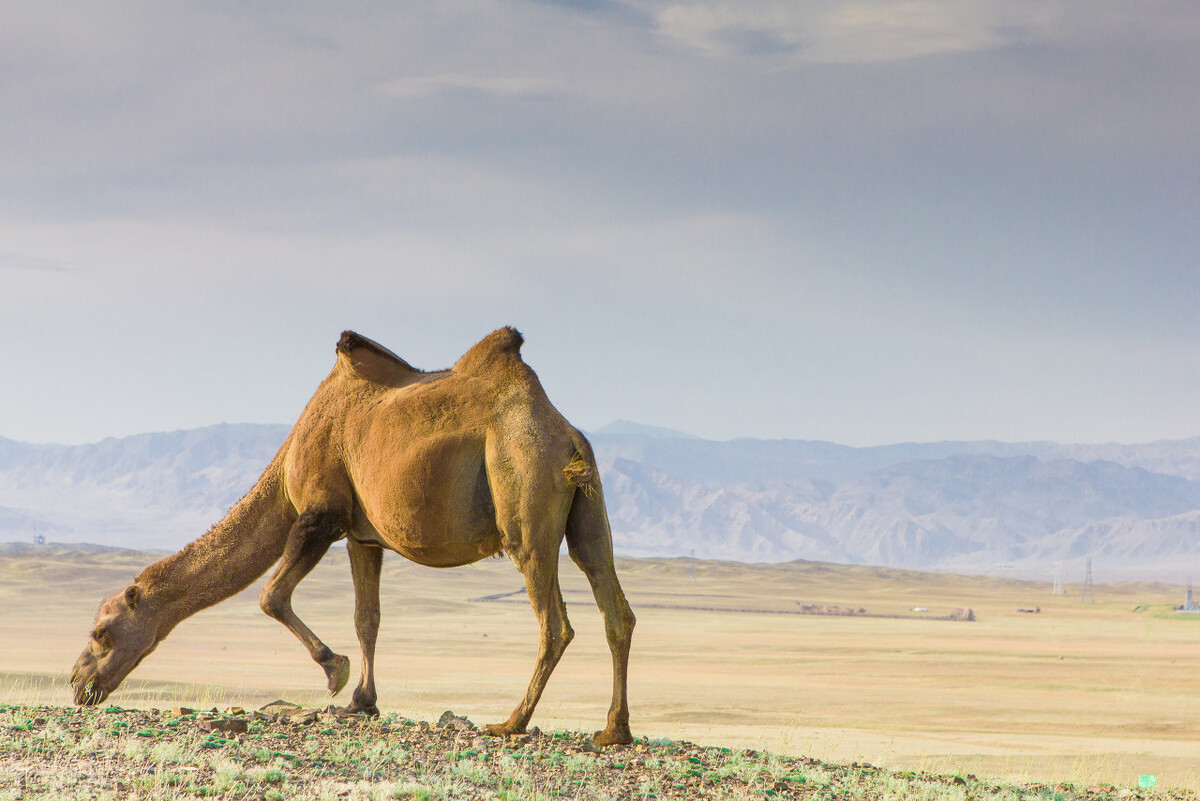 内地车自驾港澳需要什么手续,疆内出行注意事项