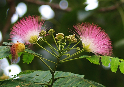 视觉盛宴五种赏花名花供您选择,春天十种最美的花介绍
