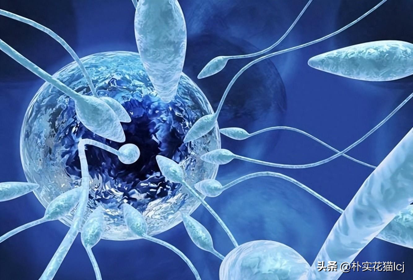 精子受孕未成功后去哪了,没有成功受孕的精子都去哪里了