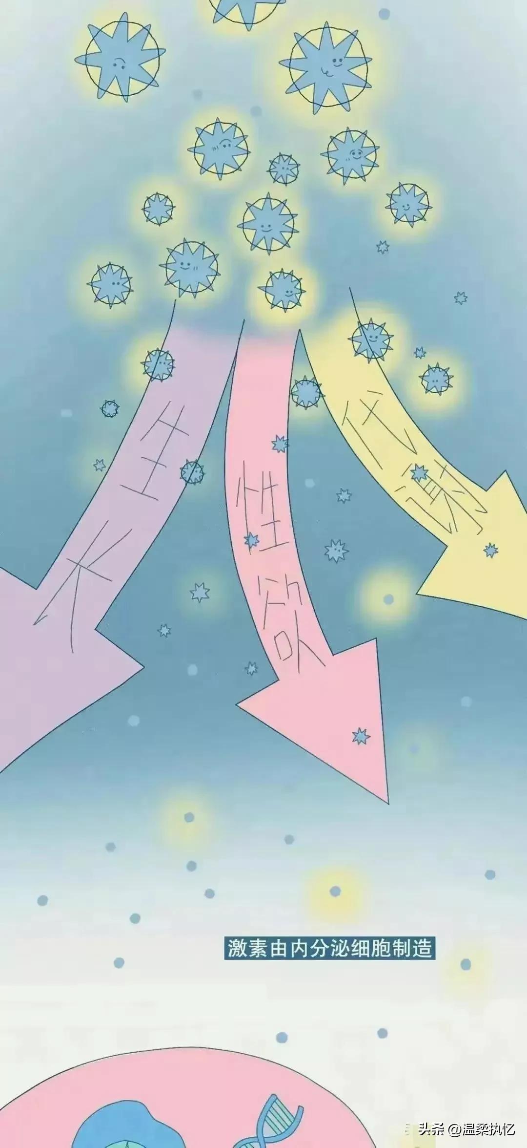 女生荷尔蒙分泌是什么,女生荷尔蒙分泌过多