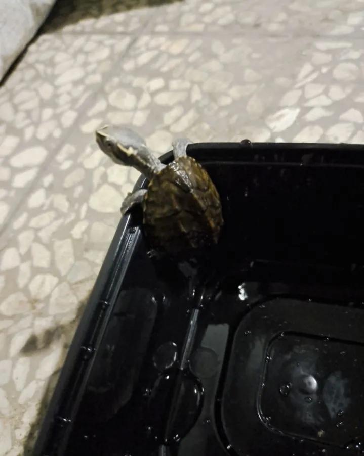 麝香类的龟哪个便宜,麝香龟哪个品种最便宜