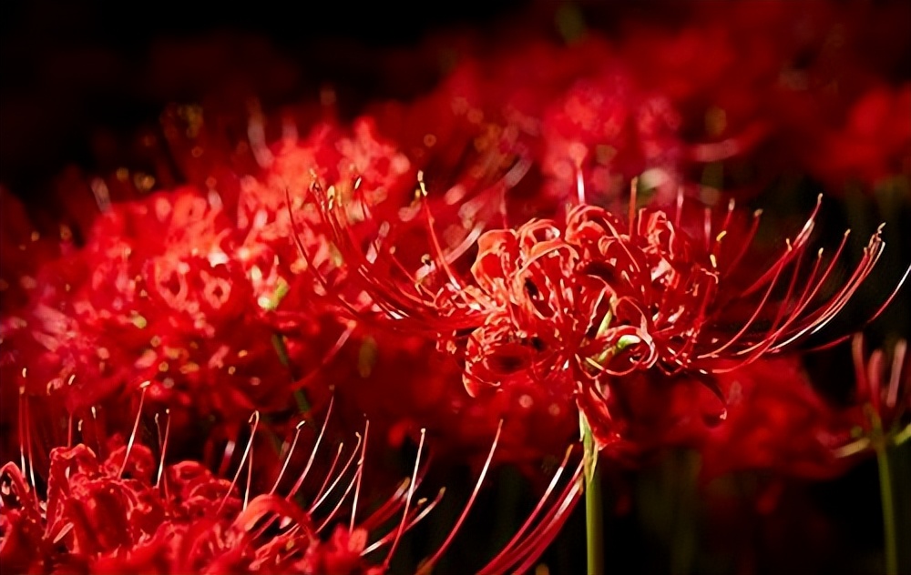 彼岸花怎么养才正确,彼岸花栽培技巧