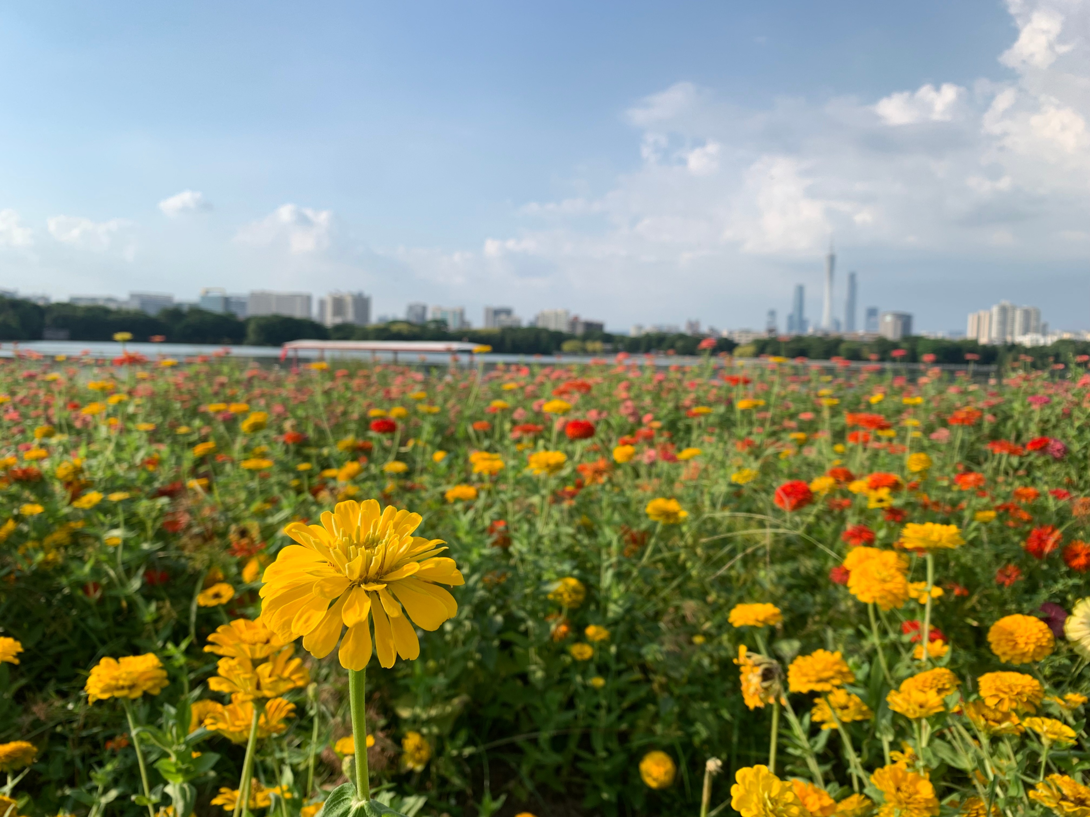 广州国庆假期一日游:南肾海珠湖国家湿地公园的最佳旅游攻略