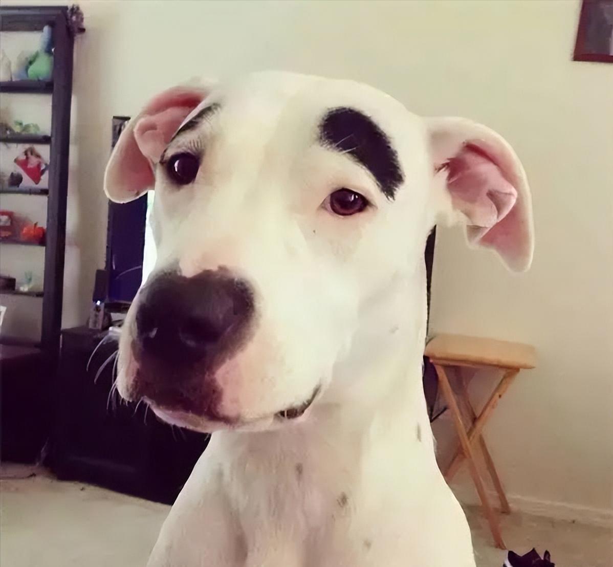 狗子毛色发亮,狗子毛色发红