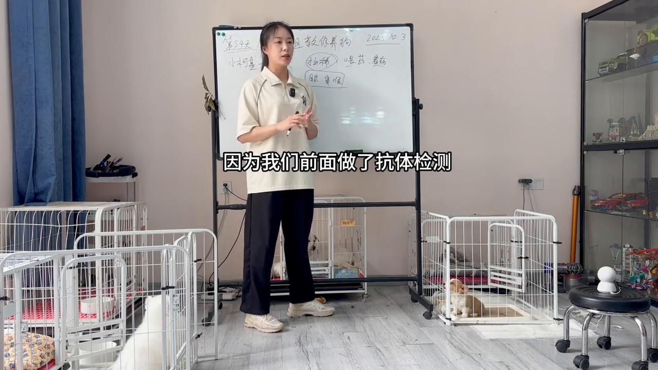 蛋姐教人训犬打狗,蛋姐养的狗