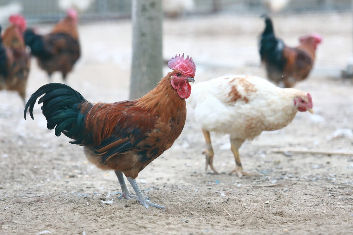 创业养鸡需要注意什么,养鸡的创业模式是什么样的