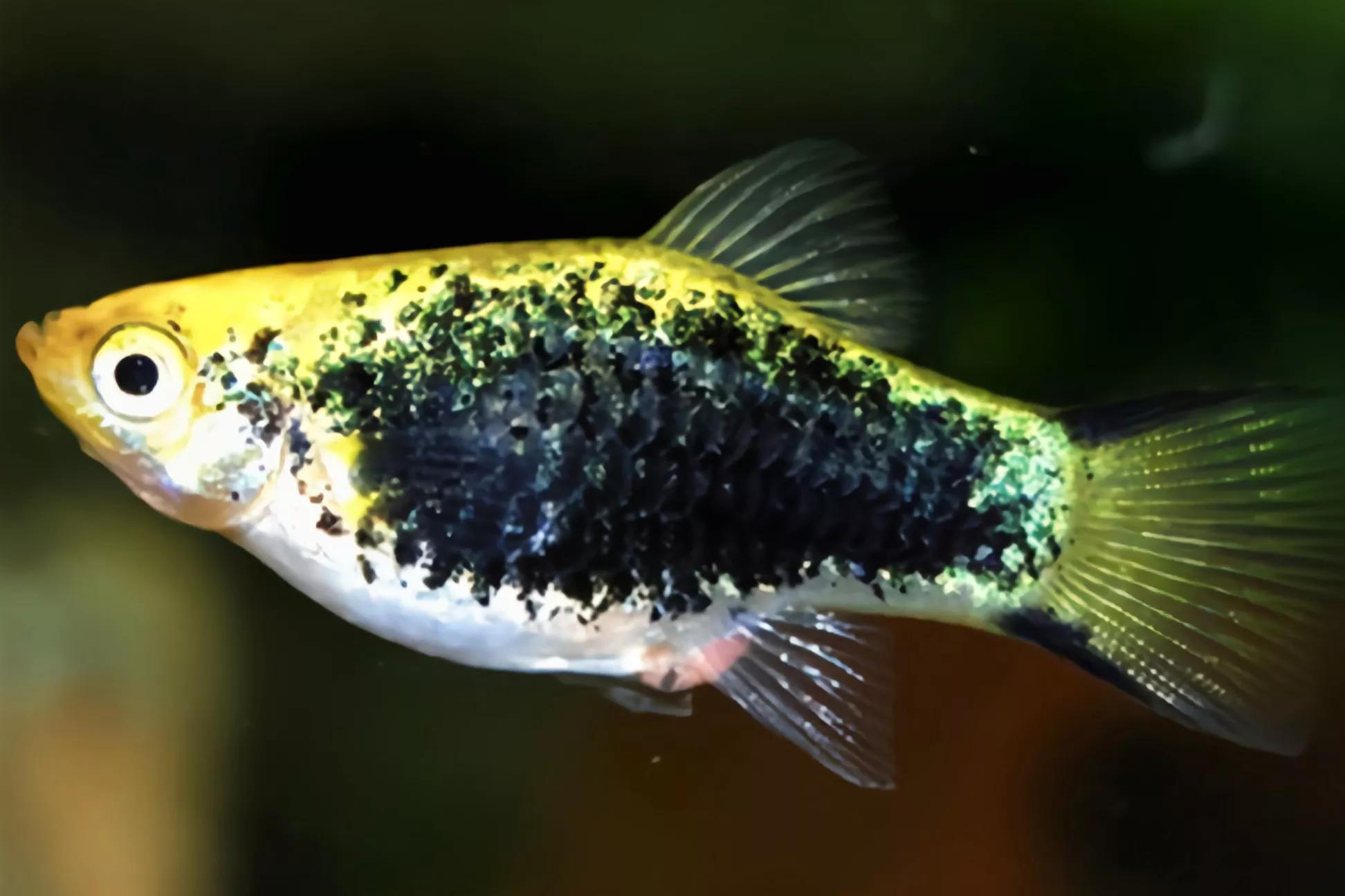 2020年禁养水产类名单,国家禁止放生的鱼类有哪些